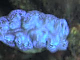 Clam