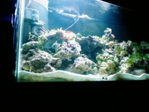 tank31