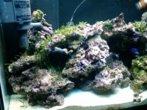 tank41
