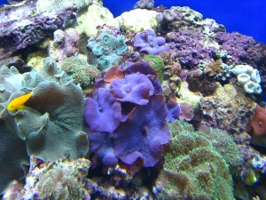 180g mixed reef