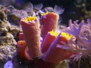 sunpolypsawesomeml6