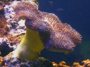 Toadstool leather coral