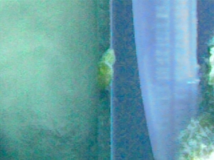 Unknown Snail...