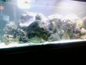 my new 75wide tank