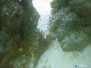 Unknown polyps