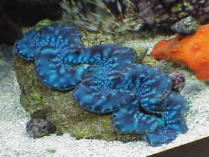 more clams