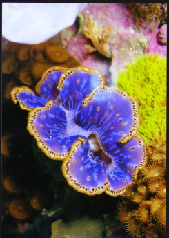 more clams