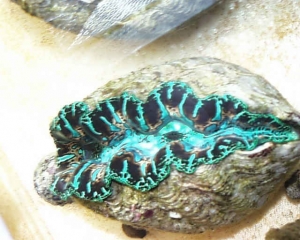 more clams