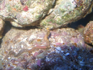 wormy