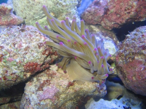 anemone2