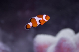 One of our clow fish :)