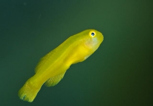 The most funny fish ever: Yellow Clown Goby!
