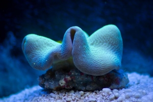 Sleeping leather coral