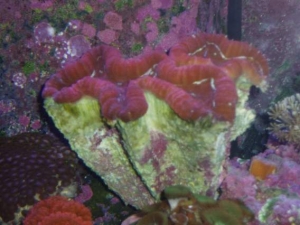 XL Red Lobo Coral