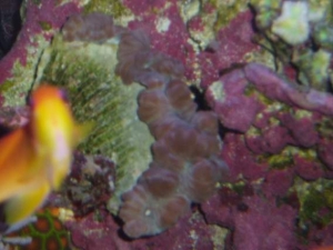 Nemanzophyllia turbida