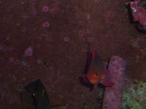 Lyretail Anthias