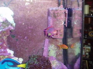 Anthias