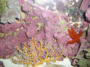 Yellow Gorgonian w/polyps extended