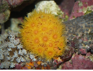 Orange Tubastraea at Night: Its feeding time