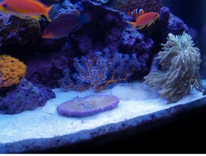 Yellow Gorgonian