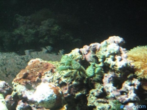 New Tank, New Year