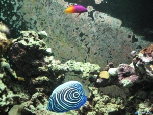 New Tank, New Year