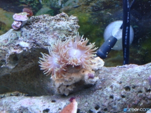 Duncan Coral