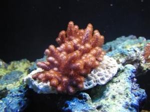 leather finger coral