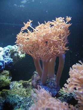 pulsing silver xenia