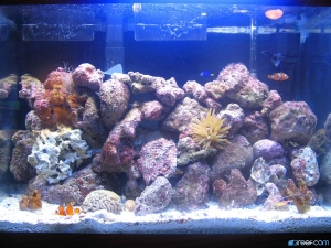 20g