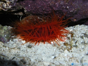 Lima Scabra - Flame Scalope
