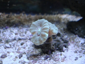 candycane coral