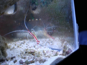 Cleaner shrimp in my 5.5gal