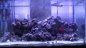 My 58g tank