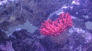 My 58g tank