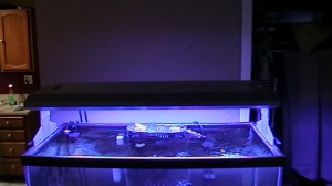 My 58g tank