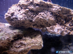 Picture_099