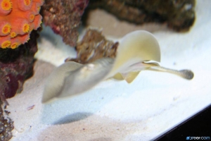 Cortez Ray
