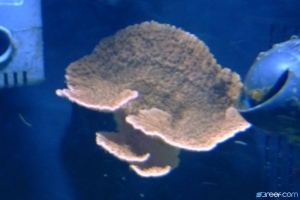 Orange Monti