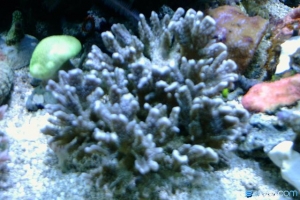 Blue M Stellata