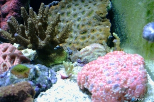 Collection of Acans