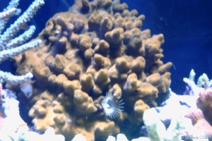 Orange psammacora