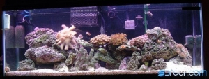 My 55g at 6 months