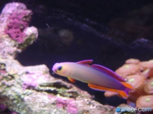Purple Fire Fish
