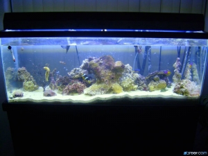 MY 1ST 55 GALLON SALTWATER