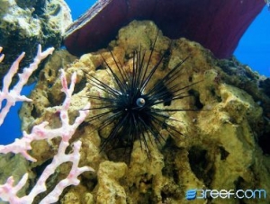 Long Spine Urchin