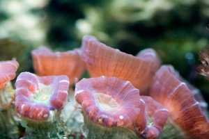 Macro Fun: Candy Cane