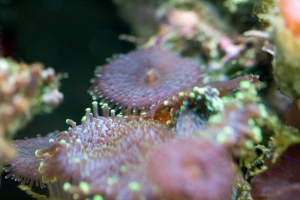 Macro Fun: Ricordia