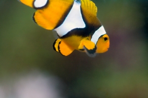 Macro Fun: Clown
