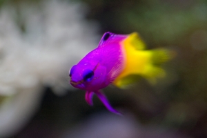 Macro Fun: Gamma